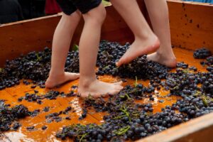 BVF2011 grape treading5o