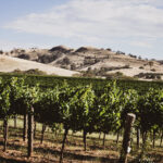 Barossa Ranges in Summer with lush green vines