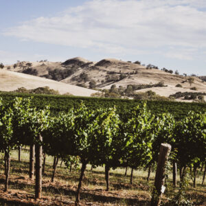 Barossa Ranges in Summer with lush green vines